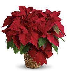 Poinsettia Plant from Philips' Flower & Gift Shop